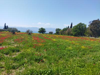 Apopsi Panoramatos